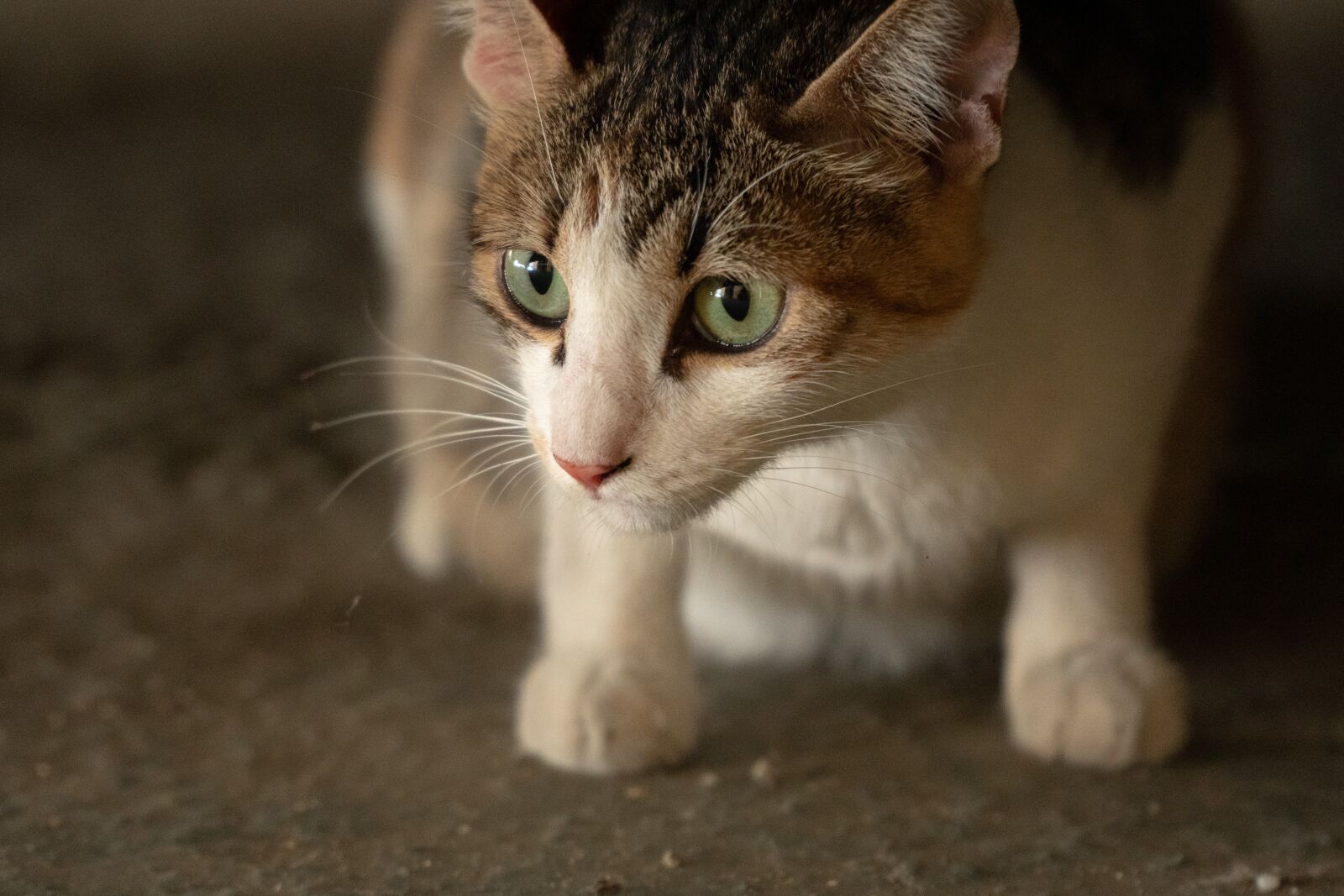 Sony a6500 sample photo. Cat, animal, feral cat photography