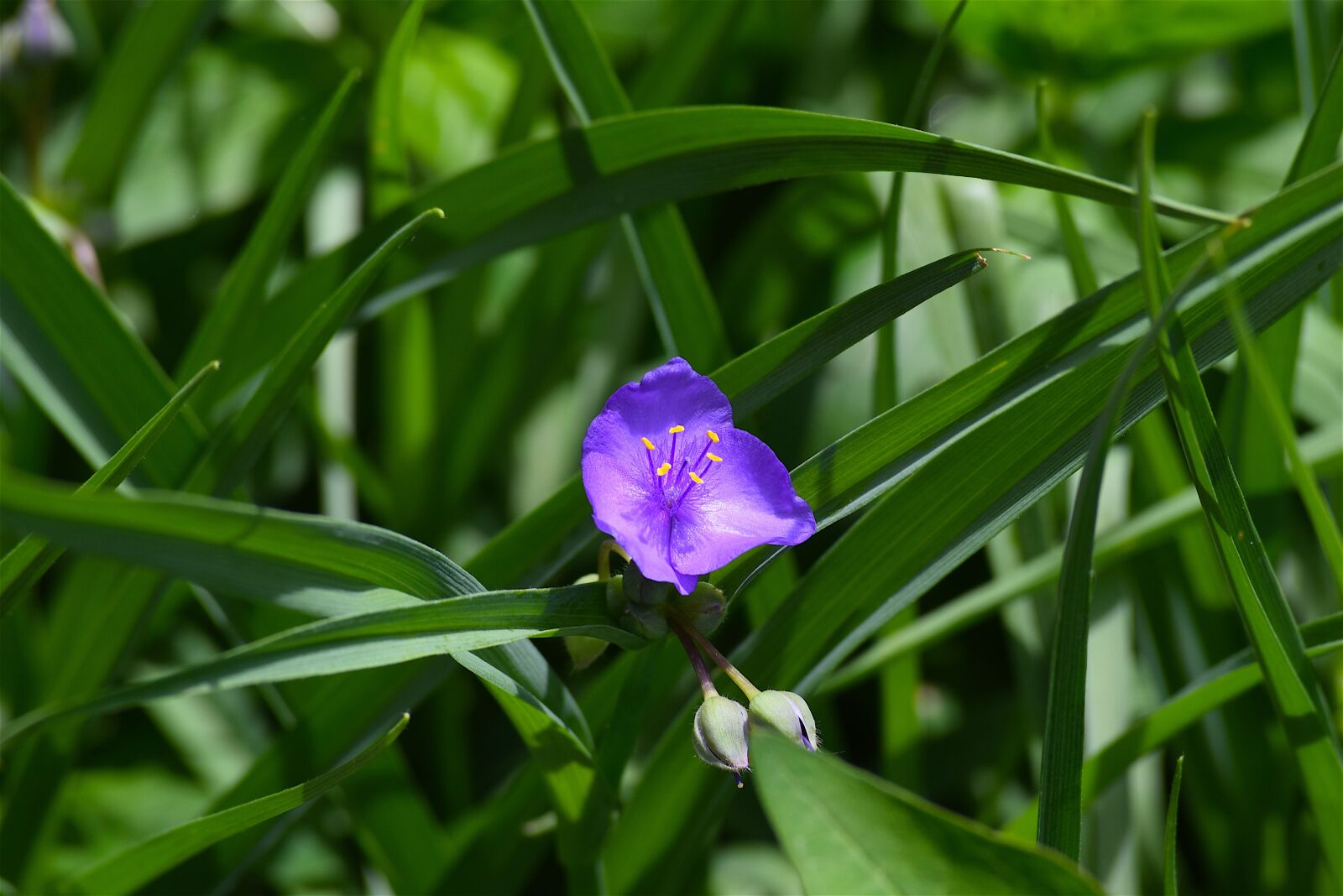 Nikon D3300 sample photo. Flower, blue, green photography