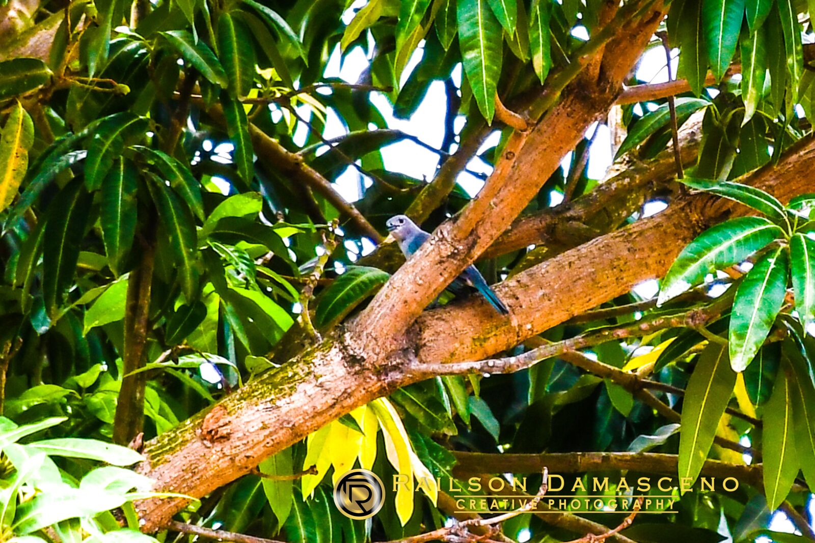 Nikon D7500 sample photo. Paige, birds, nature photography