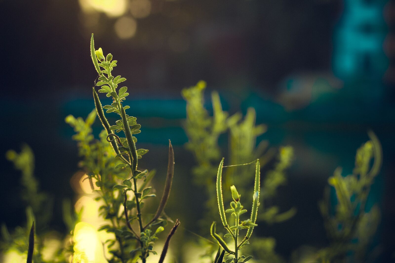 Canon EOS 600D (Rebel EOS T3i / EOS Kiss X5) + Canon EF 50mm F1.8 II sample photo. Green, plant, leaf photography