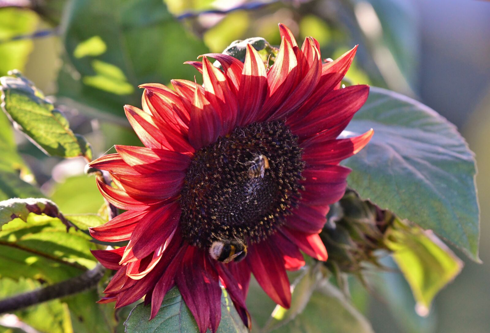 Nikon D500 sample photo. Red sunflower, petals, seeds photography