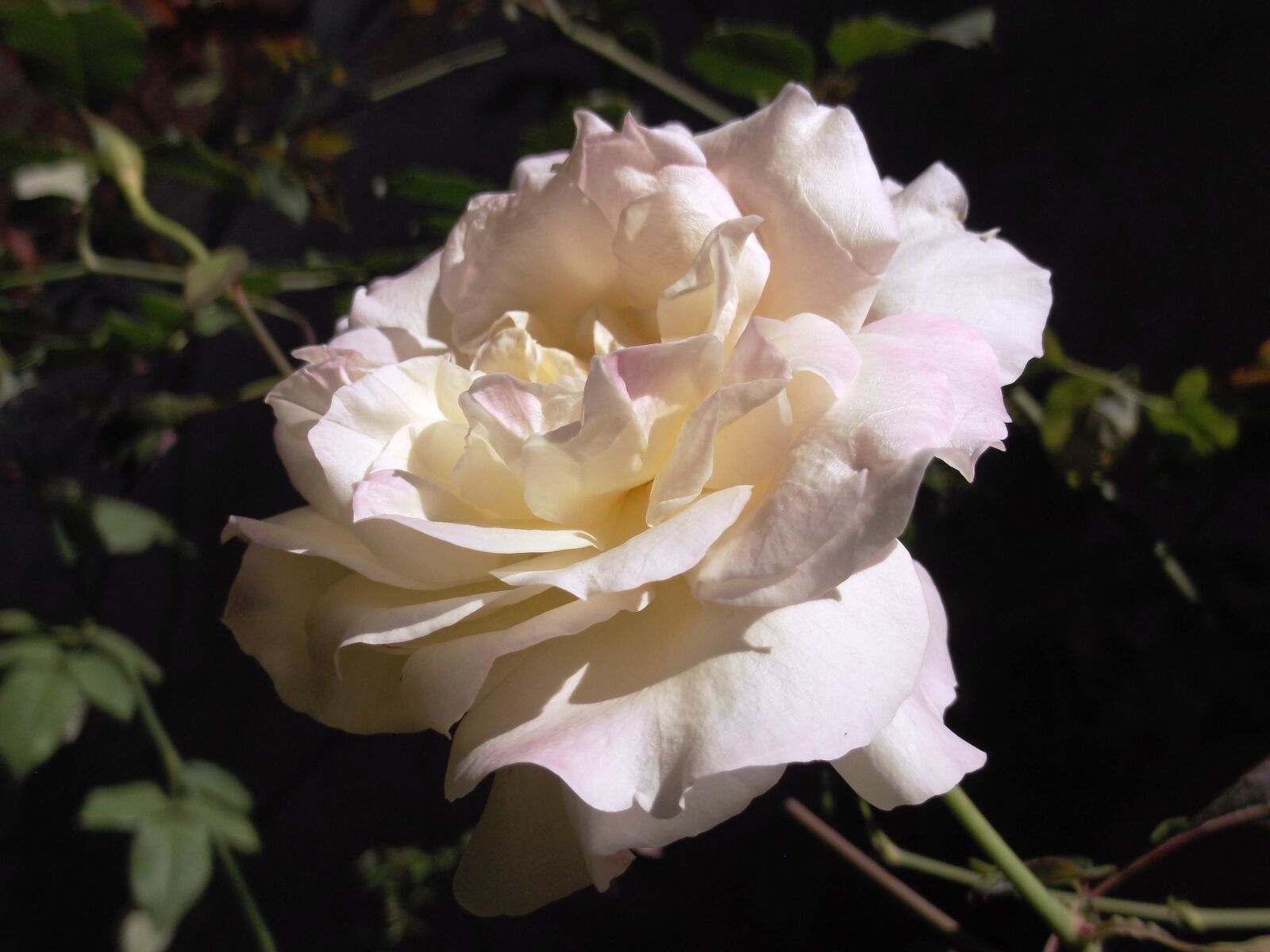 Fujifilm FinePix L50 sample photo. Rosa, white, flower photography