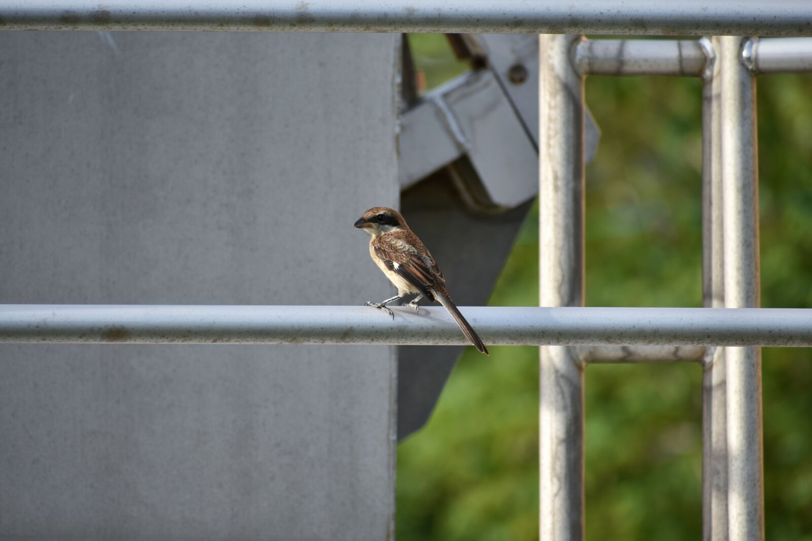 Nikon D7200 sample photo. Animal, bird, wild birds photography