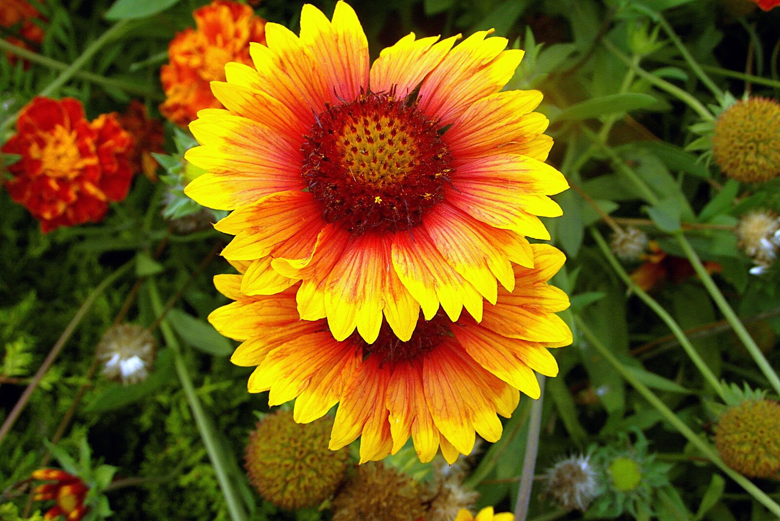 Samsung WB750 sample photo. Gailardia nadobna, flowers, two-tone photography