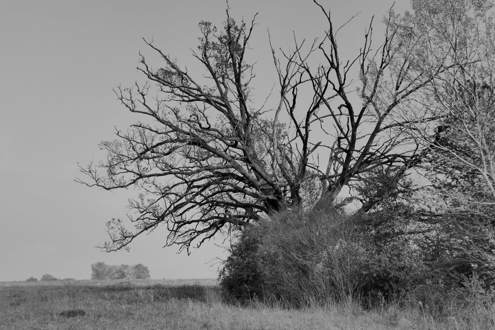 Panasonic Lumix DMC-FZ1000 sample photo. Tree, solitérny, oak photography