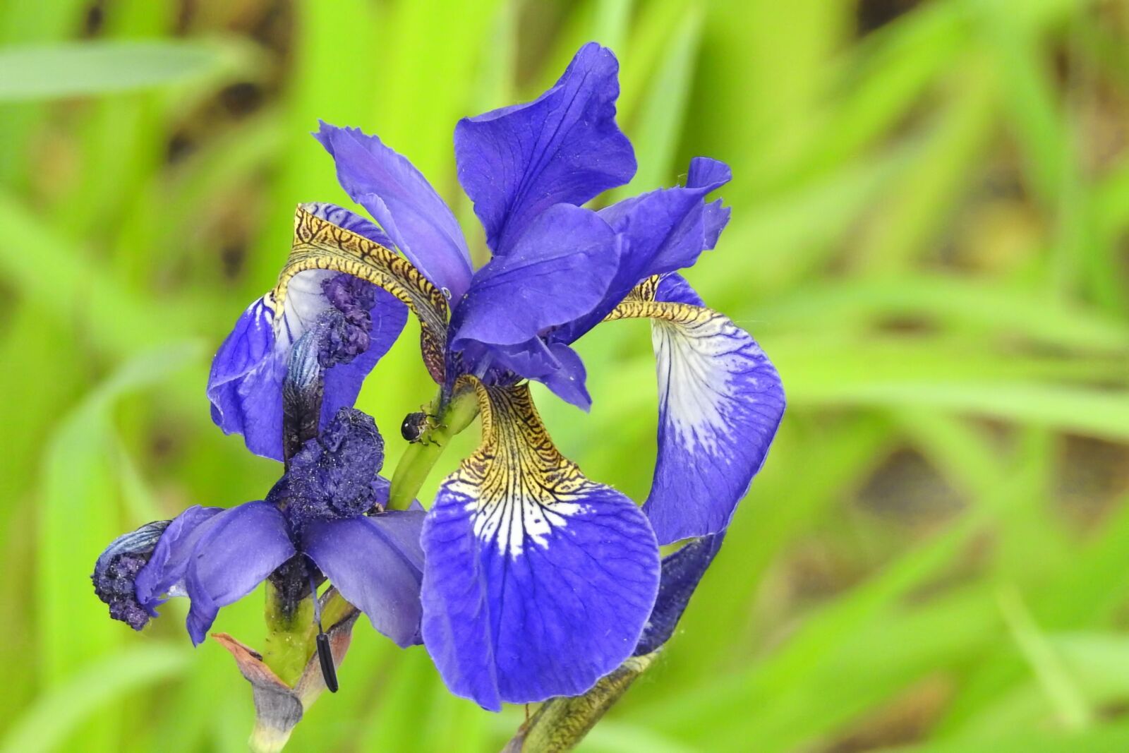 Nikon Coolpix P900 sample photo. Flower, blossom, bloom photography