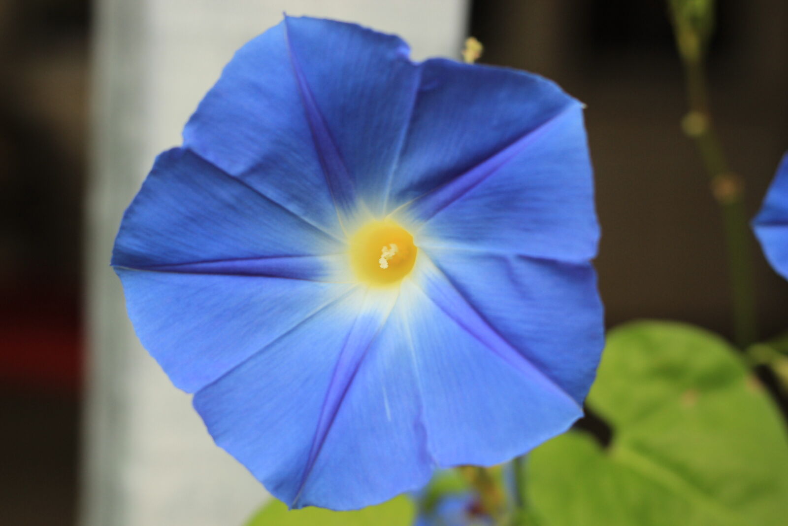 Canon EF 50mm F1.8 II sample photo. Bell, flower, blue, flower photography