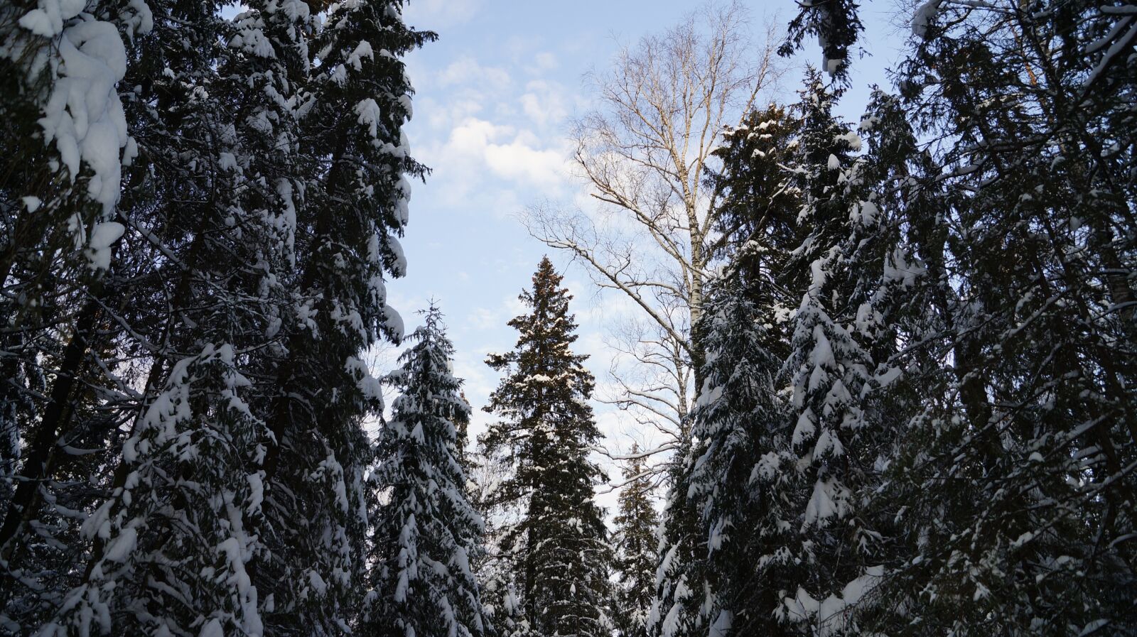 Sony SLT-A57 sample photo. Forest, silence, frost photography