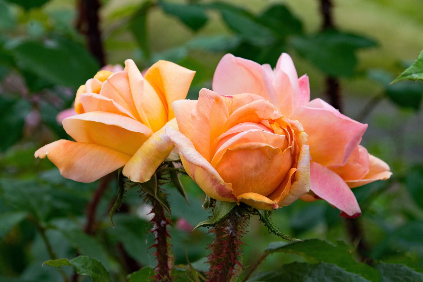 Nikon D5300 sample photo. Old, rose, scholle's yellow photography