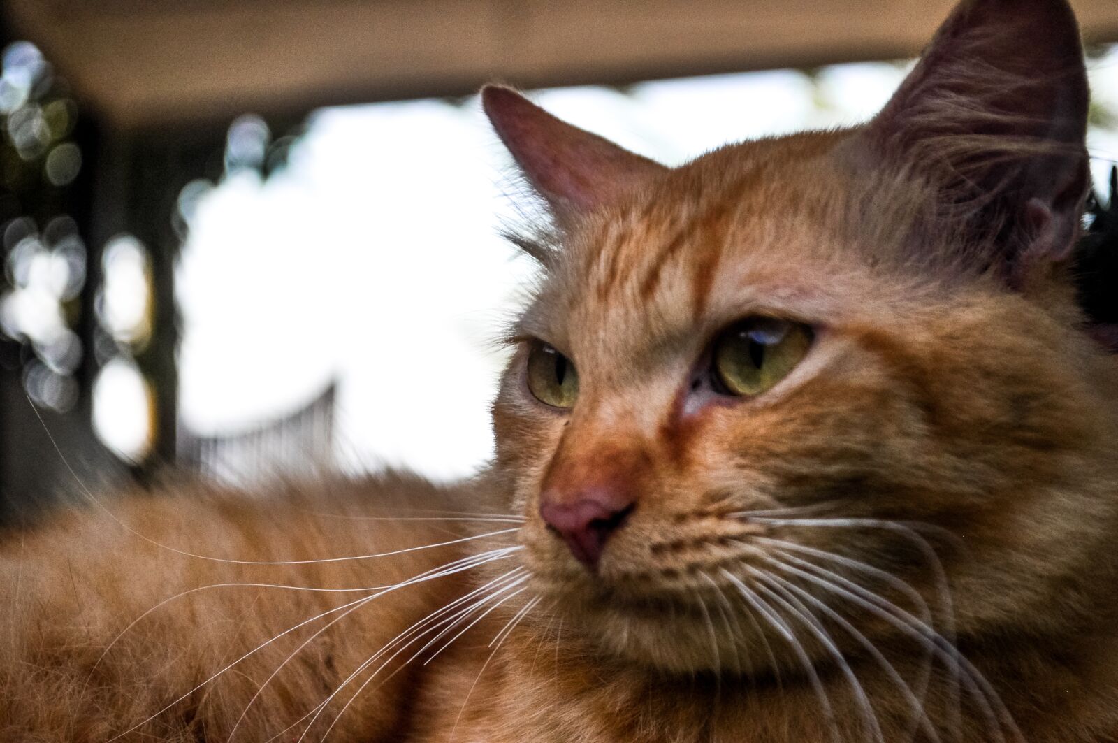 Nikon D5000 sample photo. Cat, eyes, animal photography