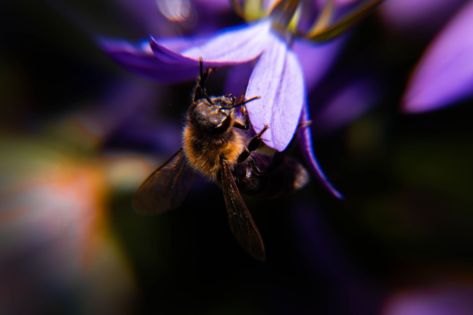 Nikon D850 sample photo. Pollen, blossom, insect photography