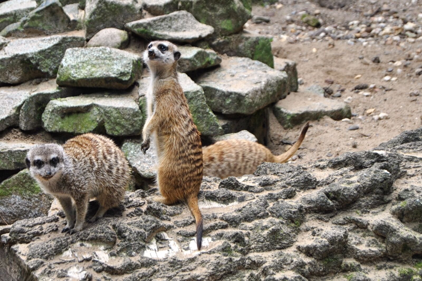 Nikon D3000 sample photo. Meerkat, log, animal photography