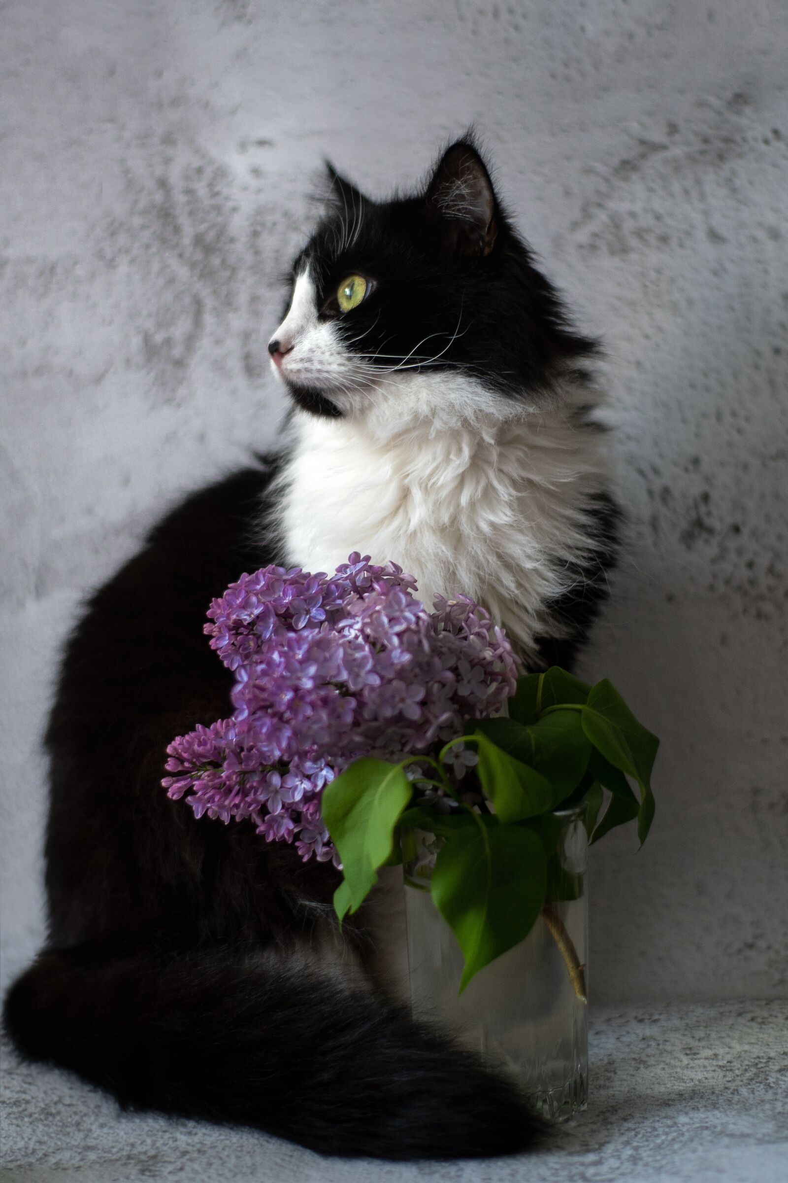 Sony DT 50mm F1.8 SAM sample photo. Cat, glass, lilac photography