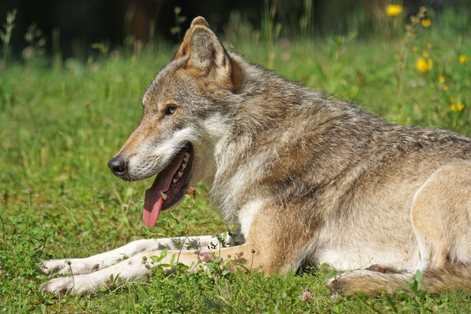 Sony ILCA-77M2 + Sony 70-400mm F4-5.6 G SSM sample photo. Wolf, predator, pack animal photography