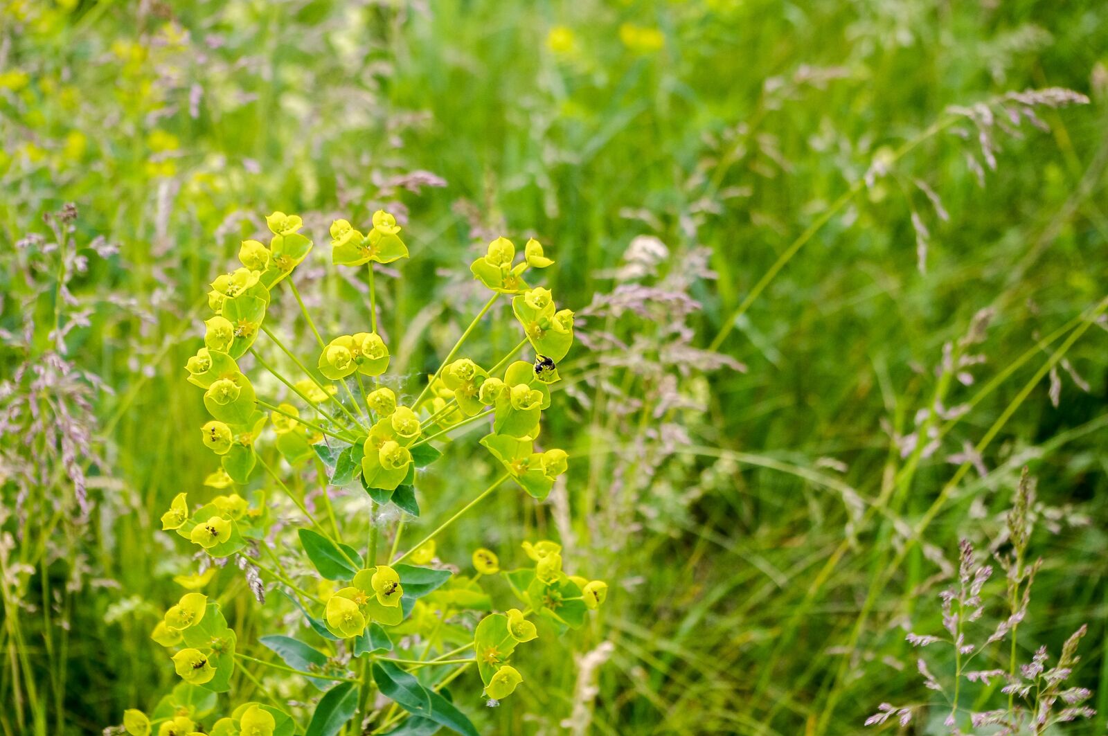 smc PENTAX-DA L 18-55mm F3.5-5.6 sample photo. Nature, plant, summer photography