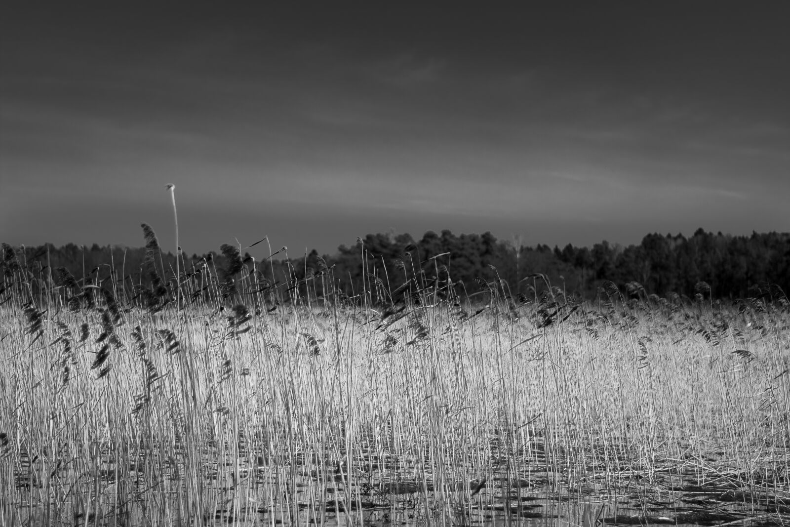 Nikon D3400 sample photo. Black white, trees, nature photography