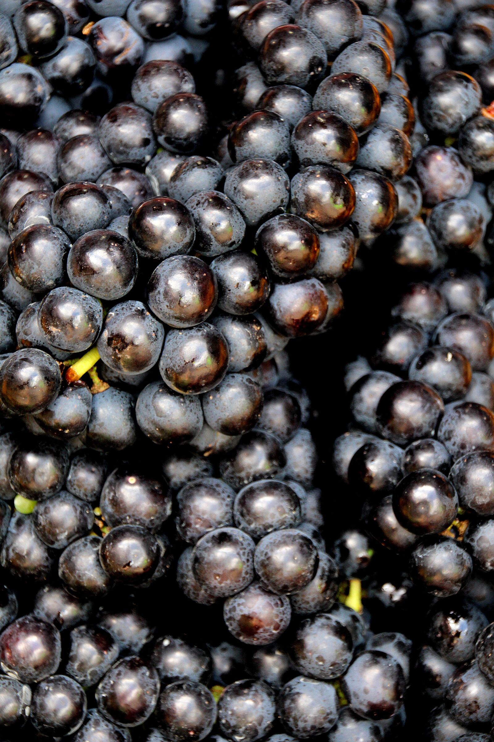 Canon EOS 700D (EOS Rebel T5i / EOS Kiss X7i) sample photo. Grapes, blue grapes, fruit photography