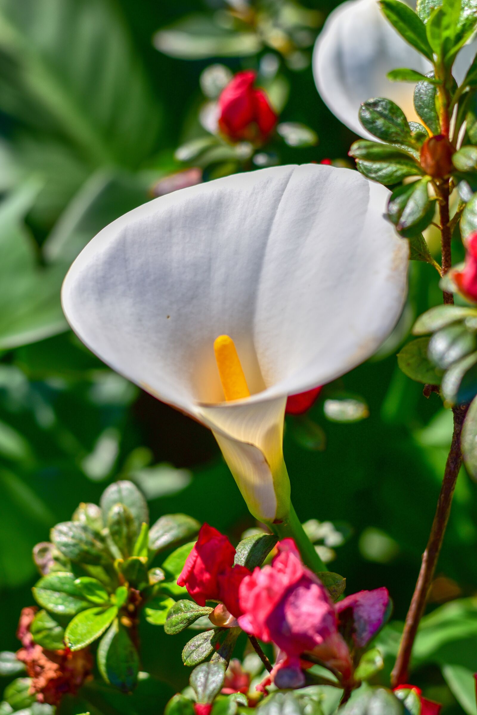 Nikon D5500 sample photo. Arum lily, flower, green photography