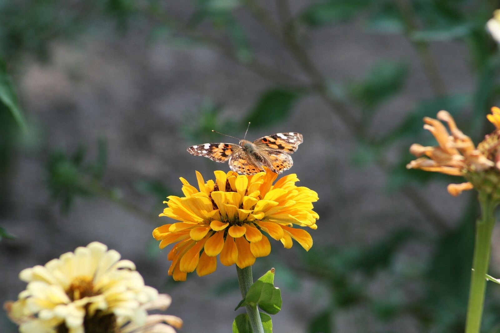 Canon EOS 400D (EOS Digital Rebel XTi / EOS Kiss Digital X) sample photo. Butterfly, garden, insect photography