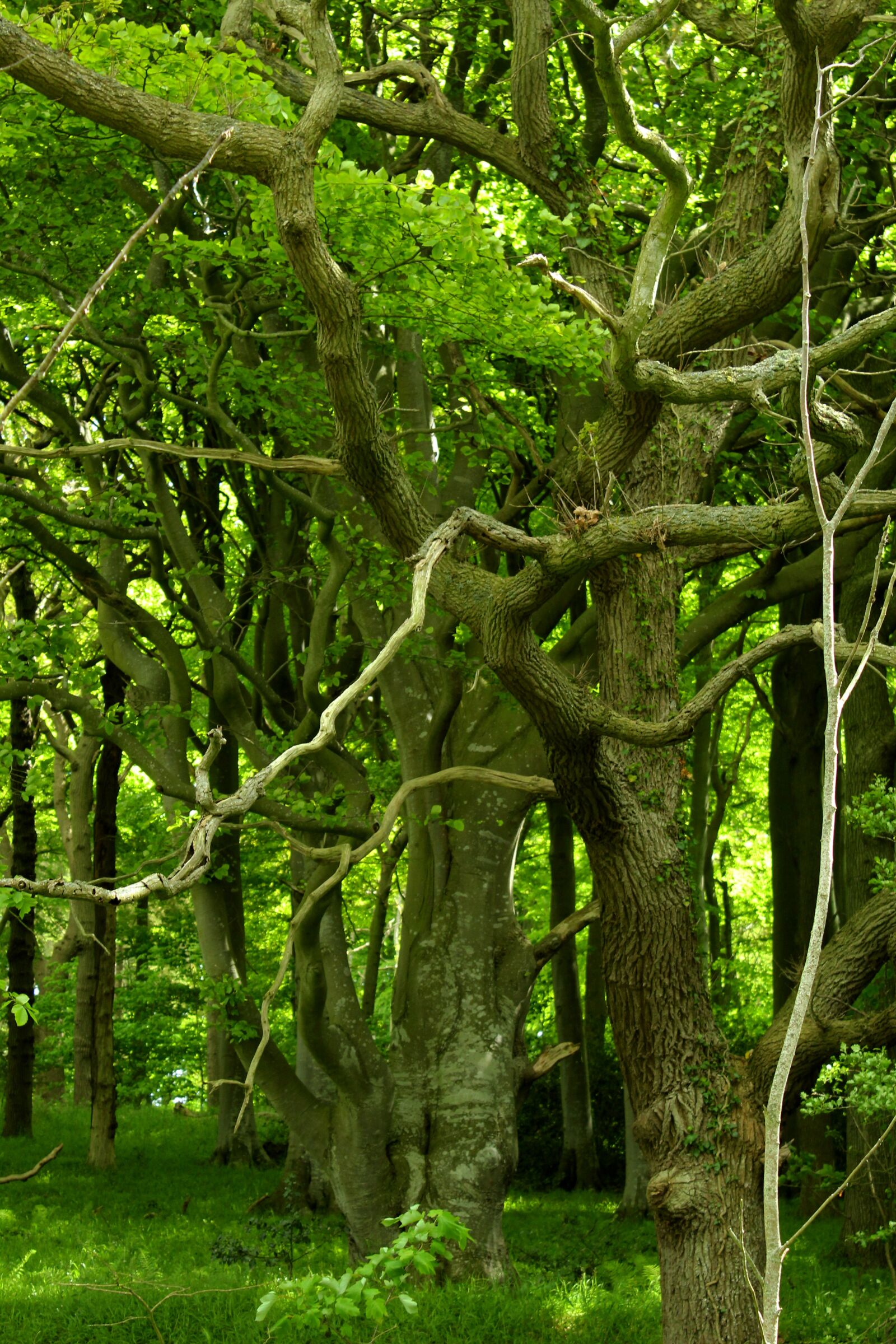 Canon EOS 600D (Rebel EOS T3i / EOS Kiss X5) sample photo. Forest, fairy tale forest photography