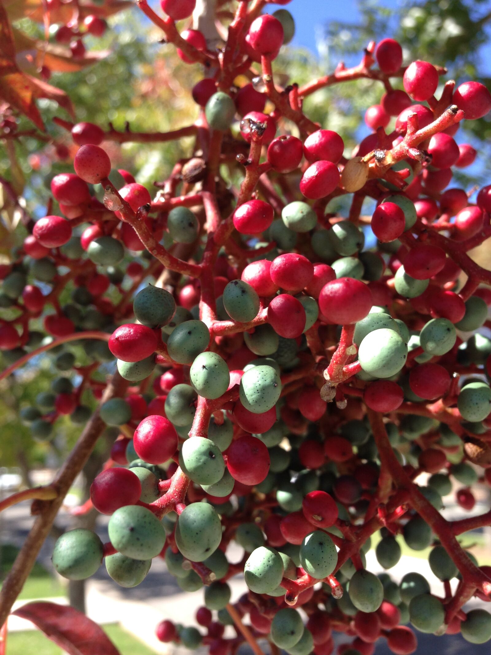 iPhone 5 back camera 4.12mm f/2.4 sample photo. Berries, red and green photography