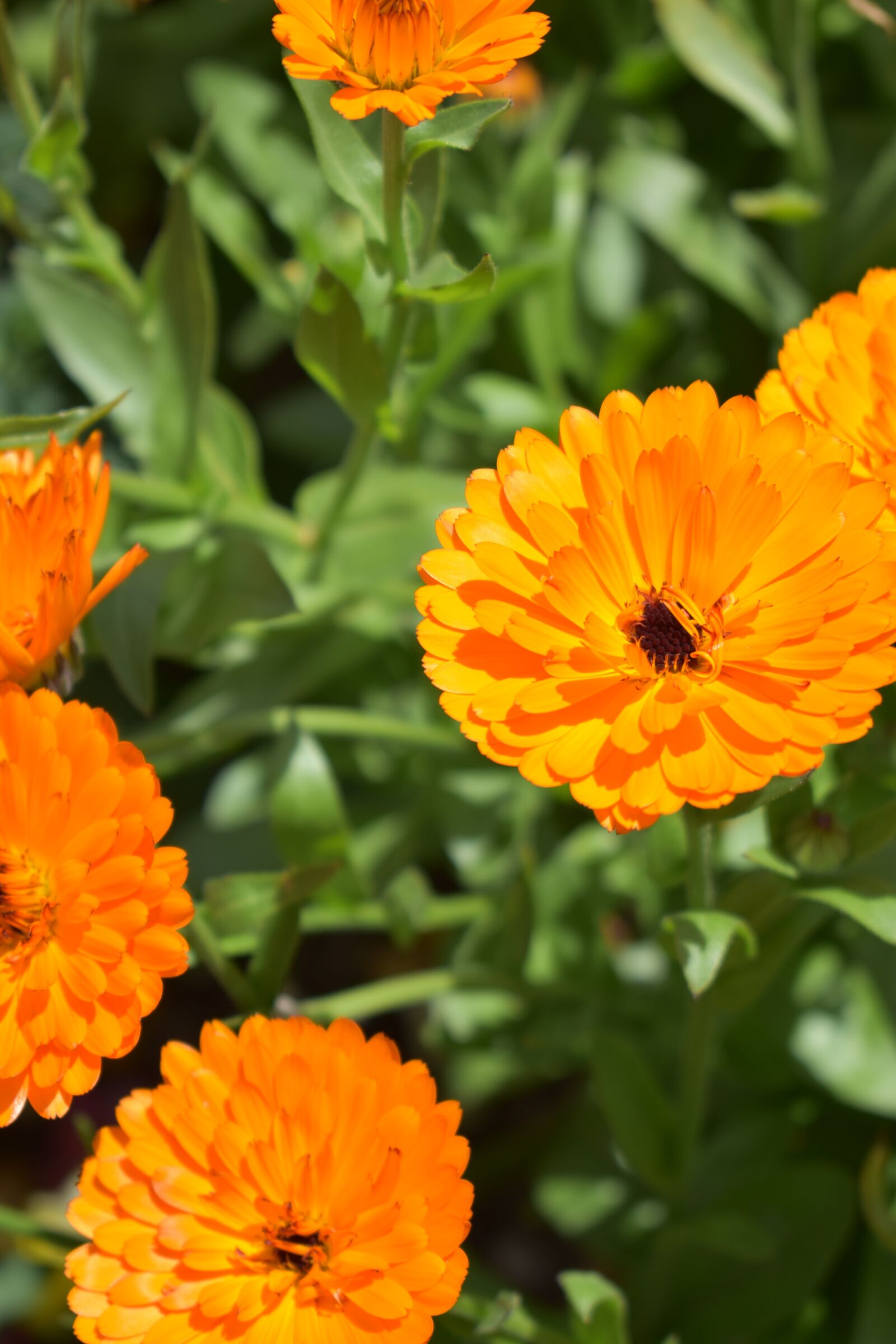 Nikon D3400 sample photo. Flowers, orange, blossom photography