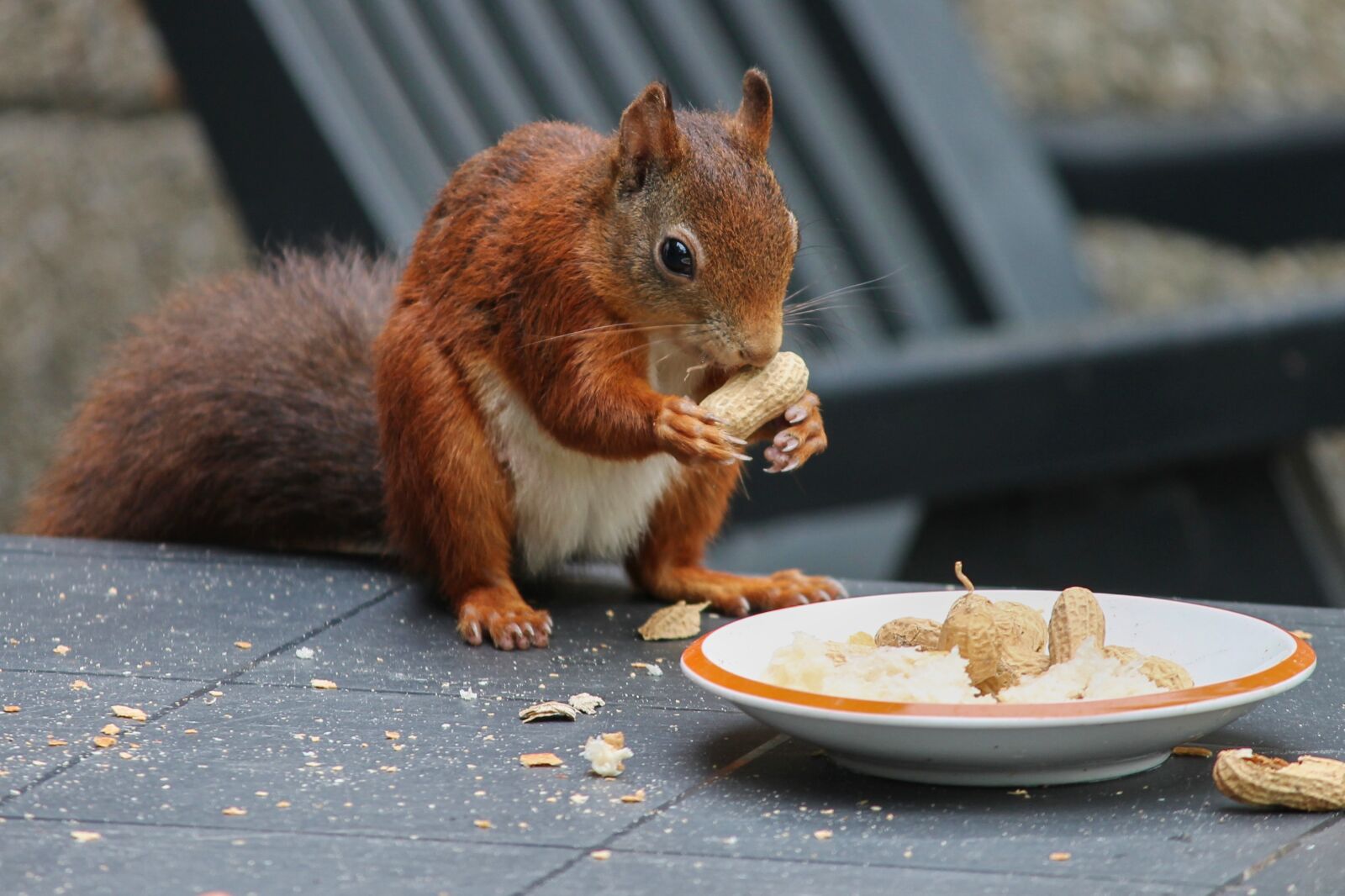 Canon EOS 1100D (EOS Rebel T3 / EOS Kiss X50) sample photo. Squirrel, peanuts, sit photography
