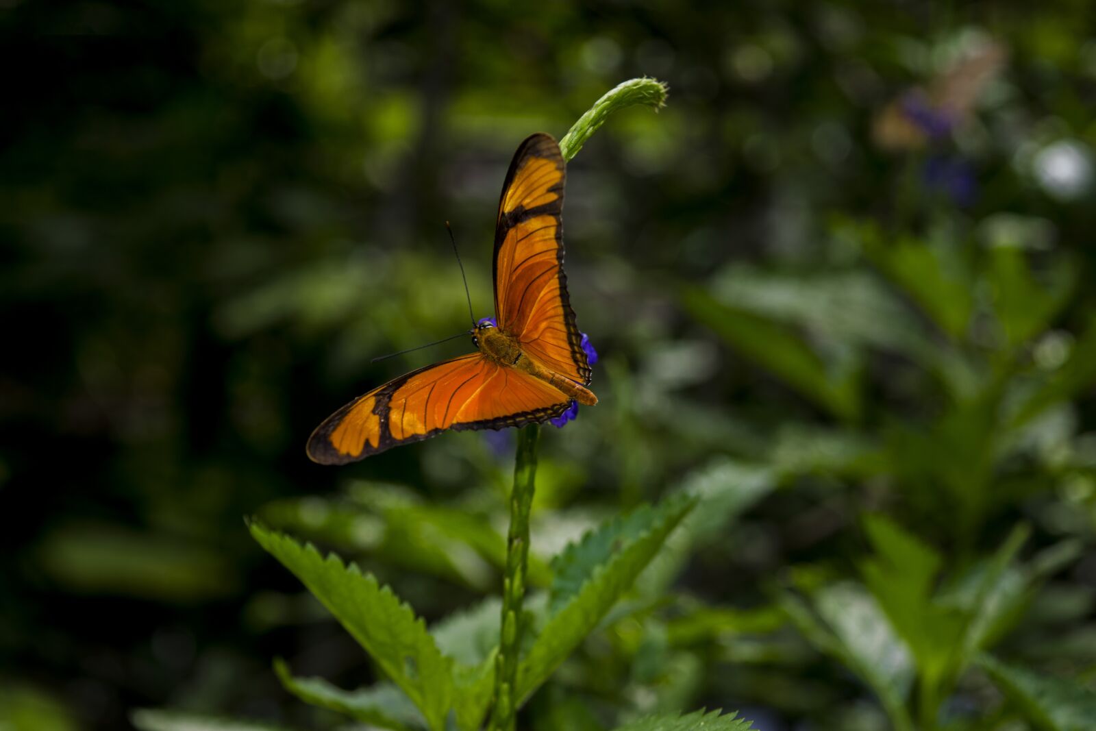 Nikon D5300 sample photo. Nature, butterfly, colorful photography