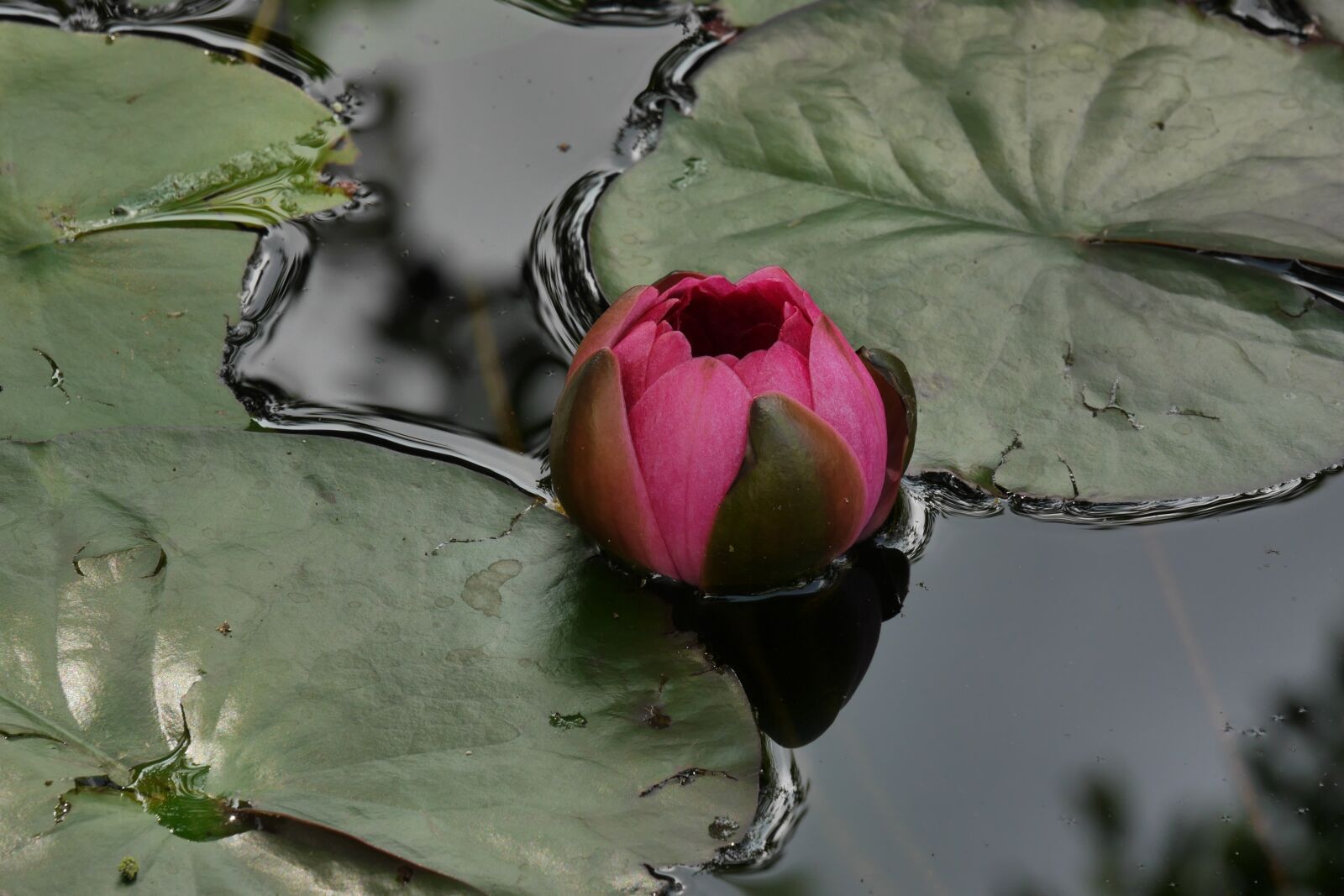 Panasonic Lumix DMC-G6 sample photo. Water lily, pond, water photography