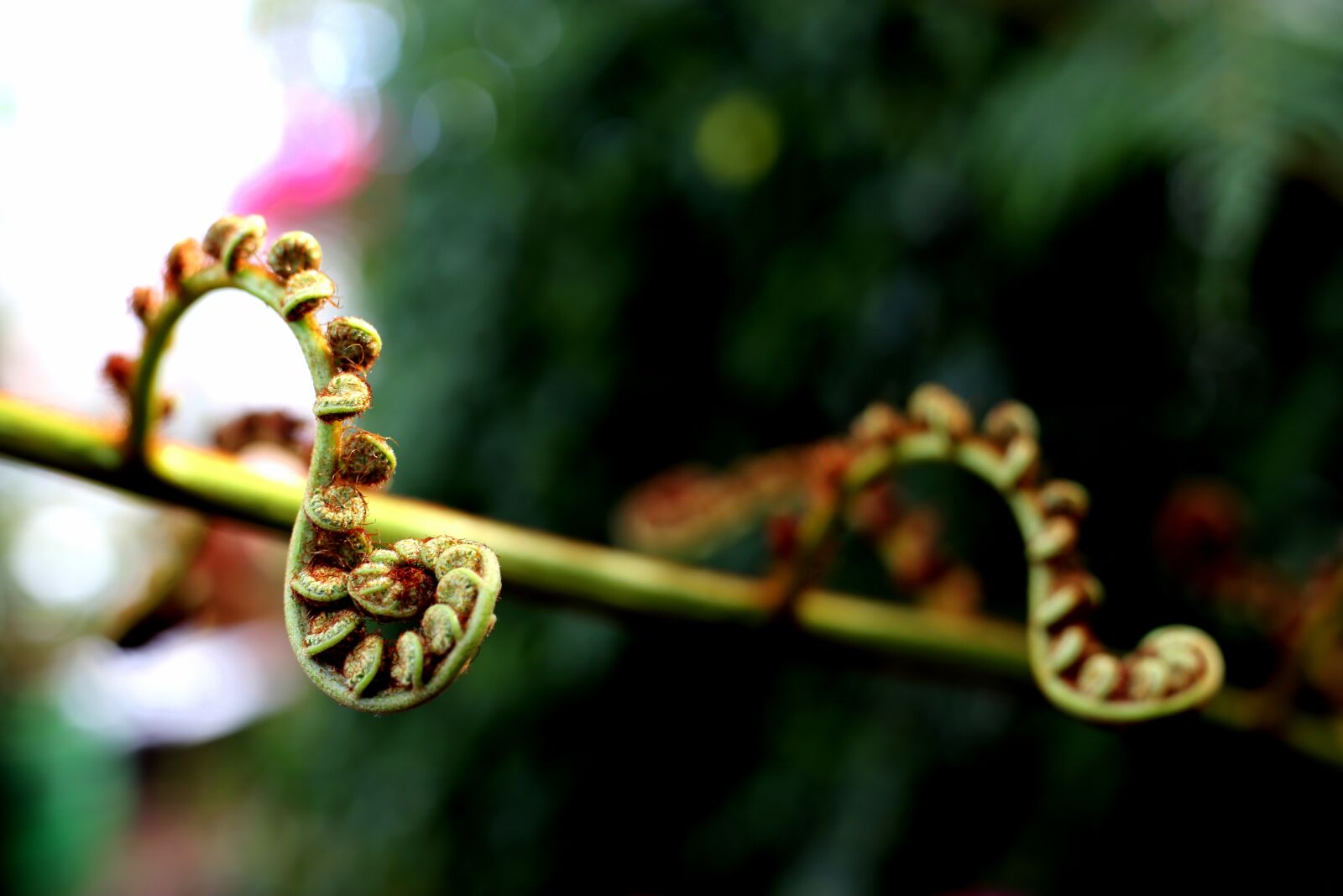 Canon EOS 6D + Canon EF 50mm F1.8 STM sample photo. Nature, flora, leaf photography