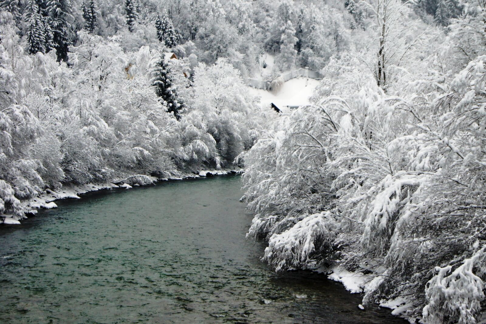 Sony Alpha DSLR-A550 sample photo. Winter, snow, bush photography