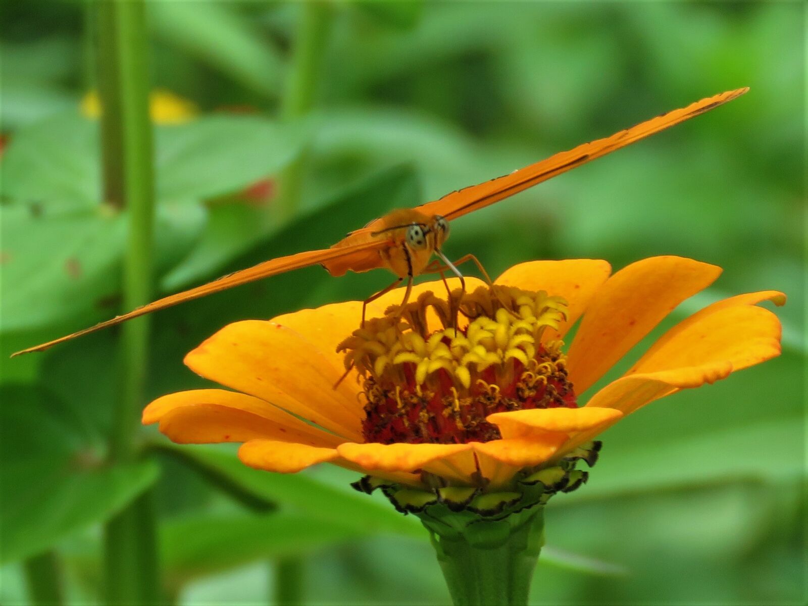Canon PowerShot SX60 HS sample photo. Orange flower, orange butterfly photography