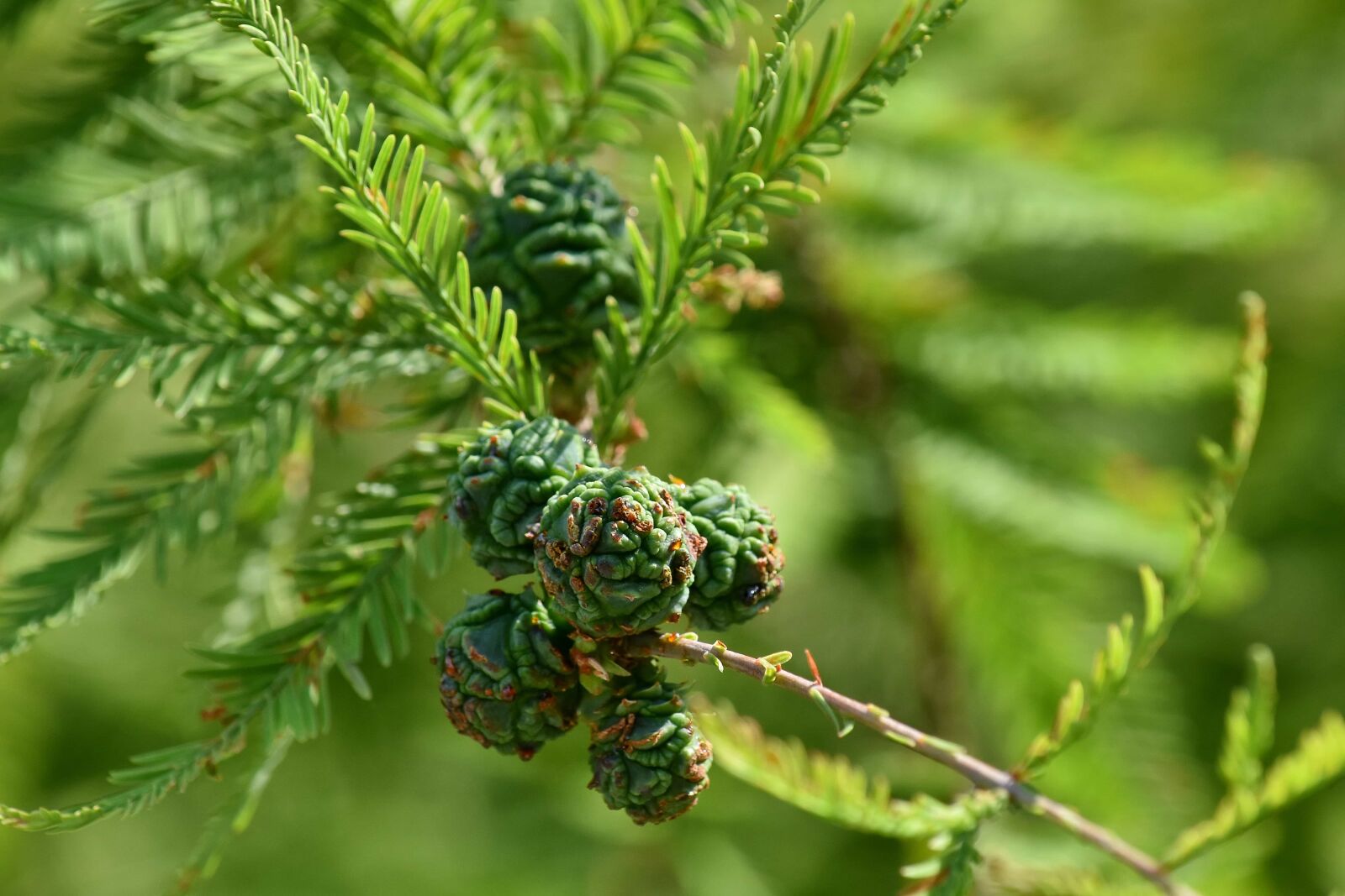 Nikon D5500 sample photo. Branches, conifer, green leaves photography