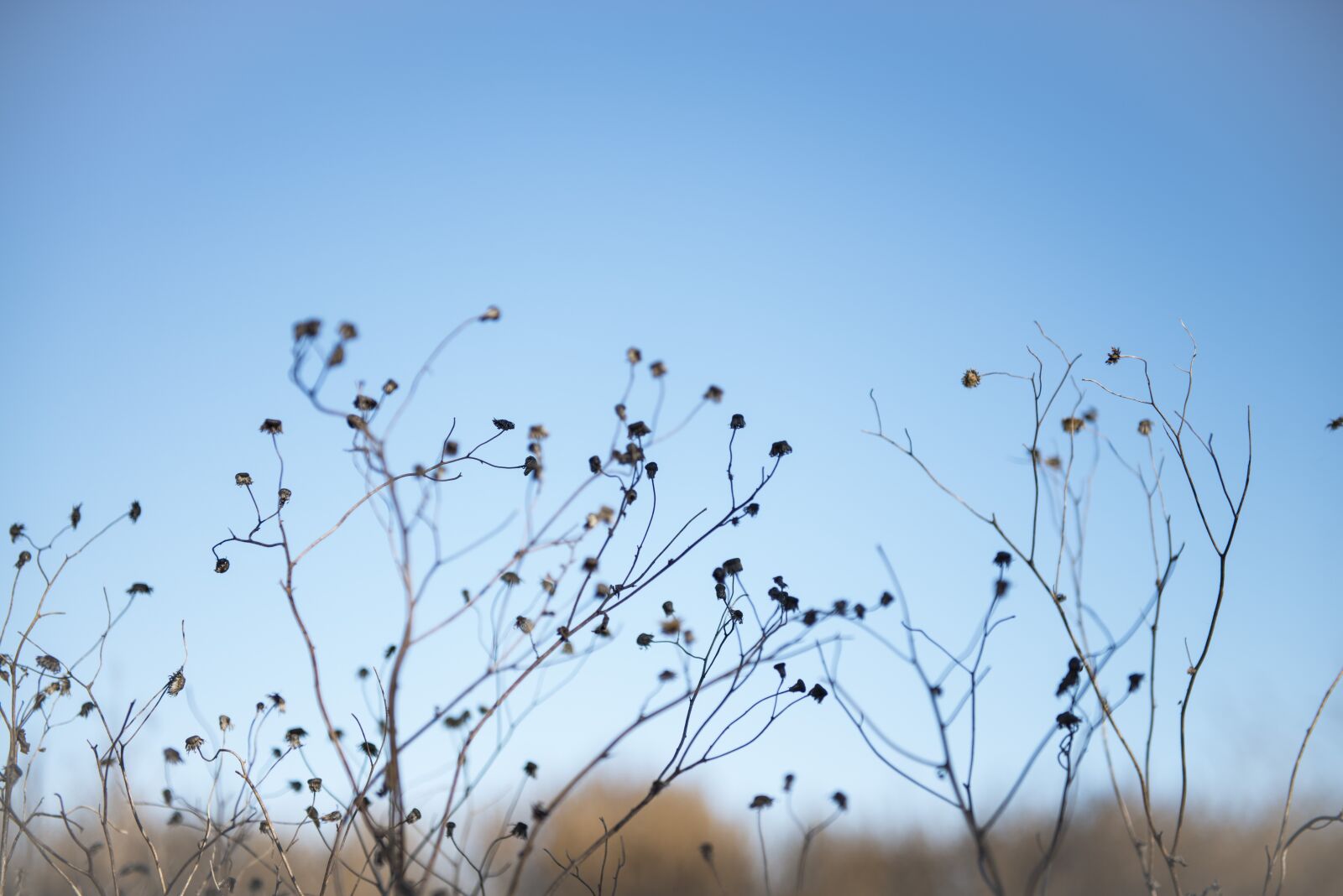 Nikon D800 sample photo. Winter, nature, sky photography