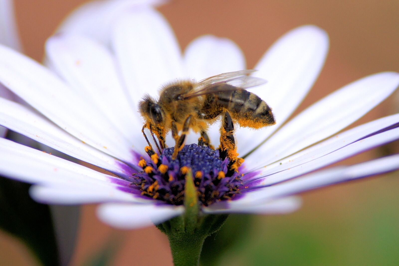 Sony Alpha DSLR-A500 sample photo. Bee, flower, honey photography