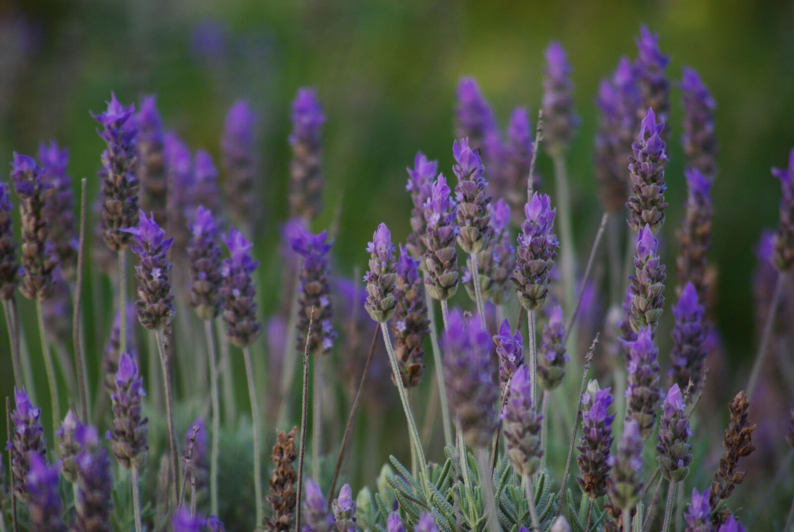 Pentax K200D sample photo. Lavender, plants, flowers photography