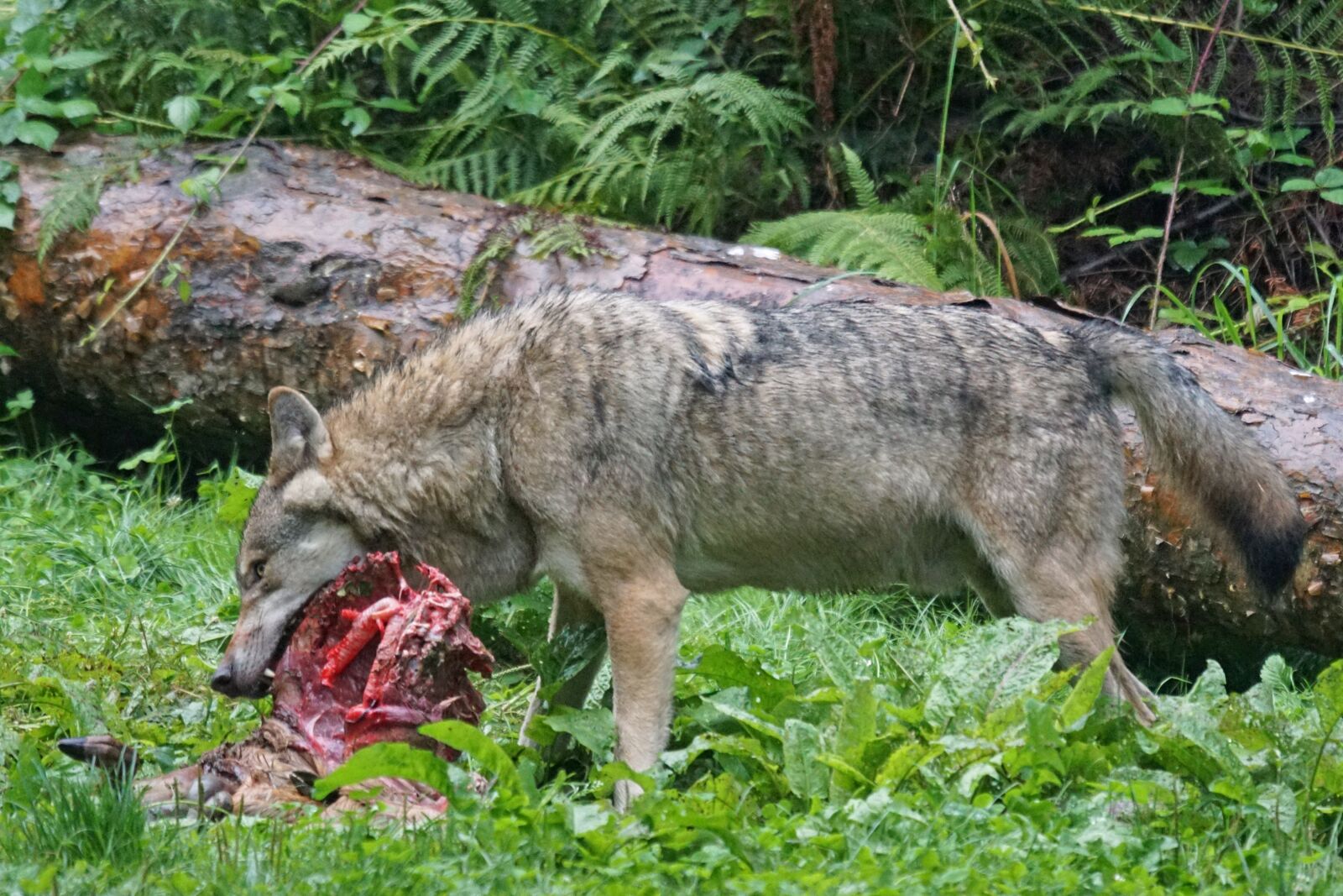 Sony ILCA-77M2 + Sony 70-400mm F4-5.6 G SSM sample photo. Wolf, predator, european wolf photography