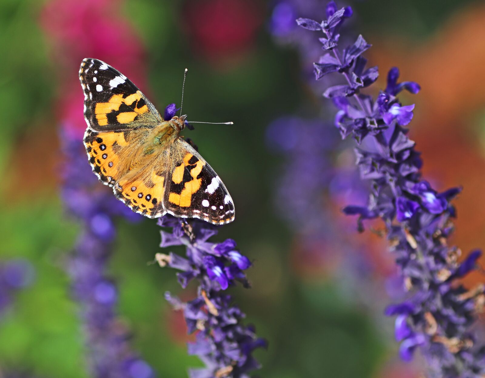 Tamron SP 90mm F2.8 Di VC USD 1:1 Macro sample photo. Butterfly, insect, flowers photography
