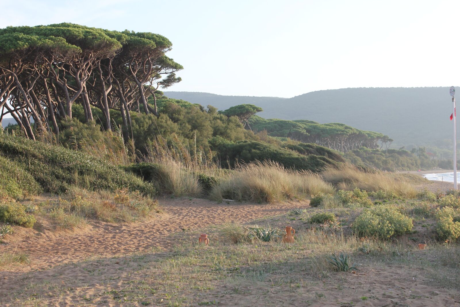 Canon EOS 550D (EOS Rebel T2i / EOS Kiss X4) sample photo. Pine, toscana, nature photography