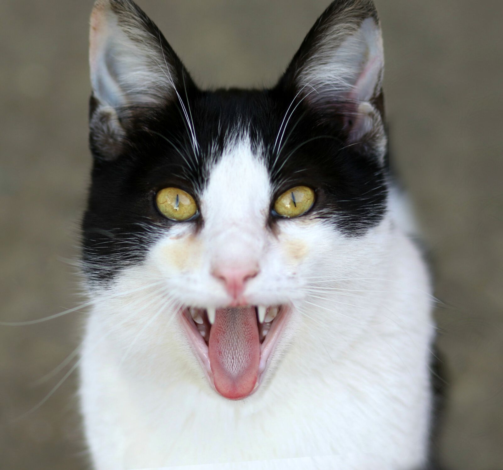 Canon EF 85mm F1.8 USM sample photo. Cat, white, black photography