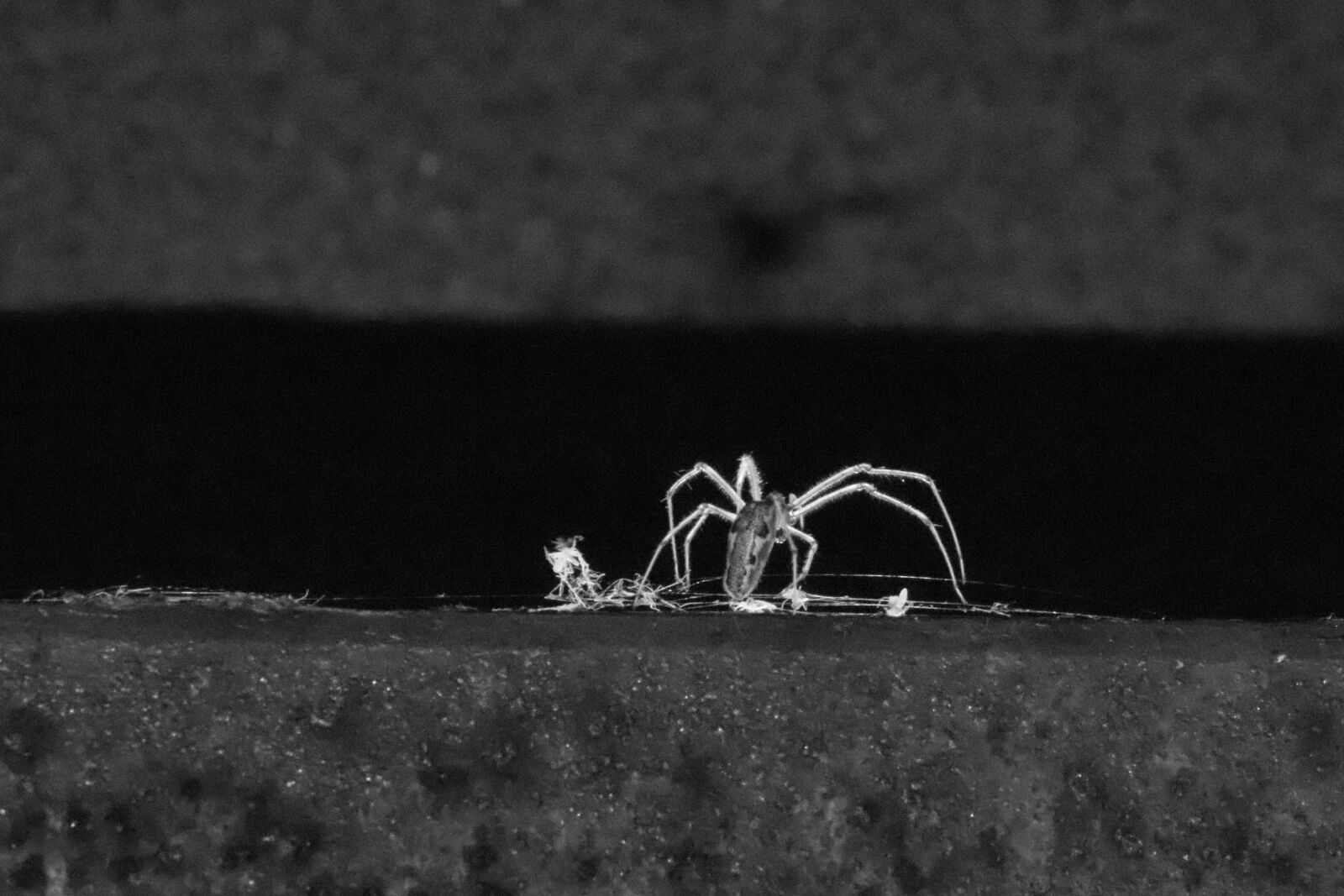 Canon EOS 200D (EOS Rebel SL2 / EOS Kiss X9) sample photo. Spider, black and white photography