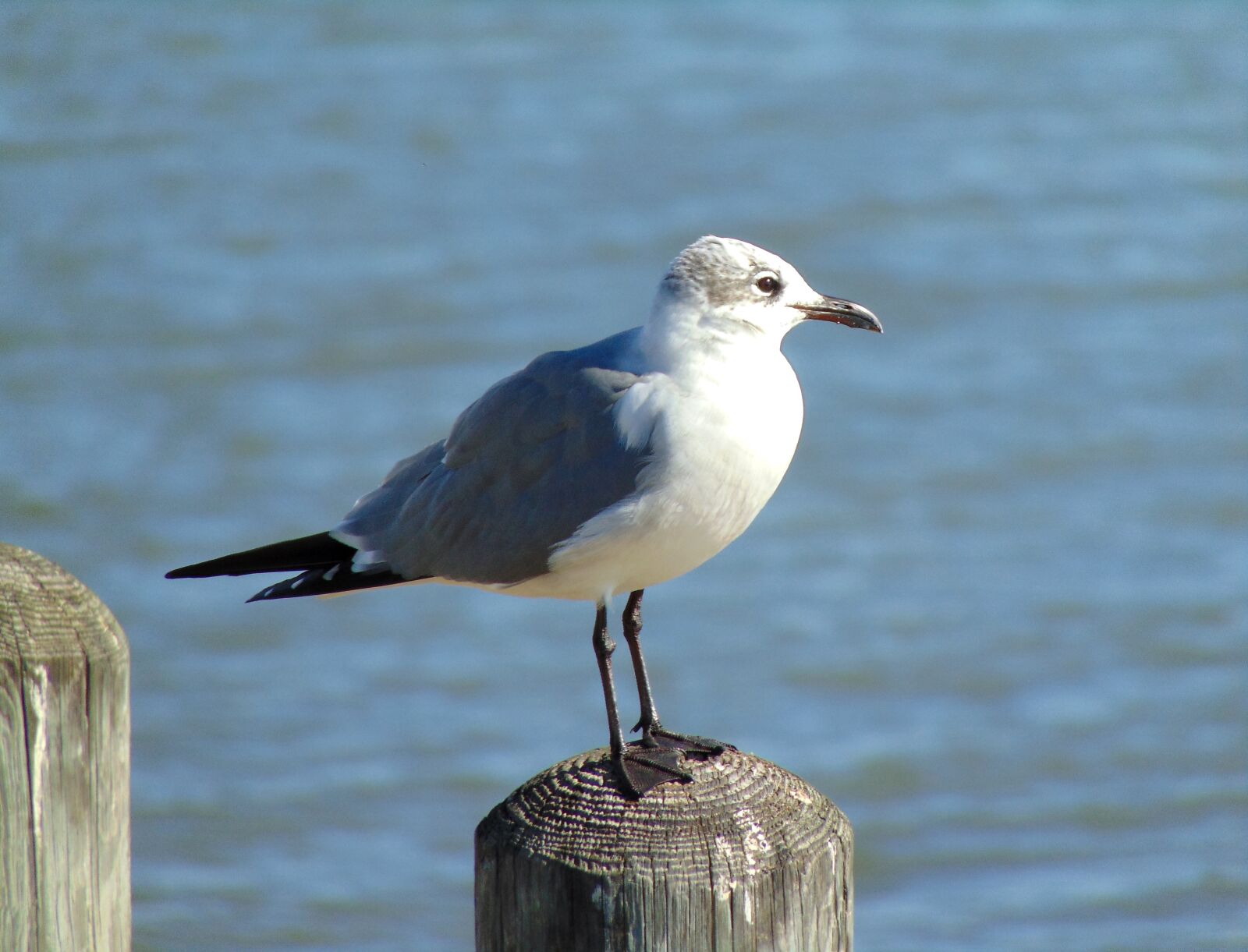 Sony Cyber-shot DSC-H300 sample photo. Gulf, bird, seagull photography