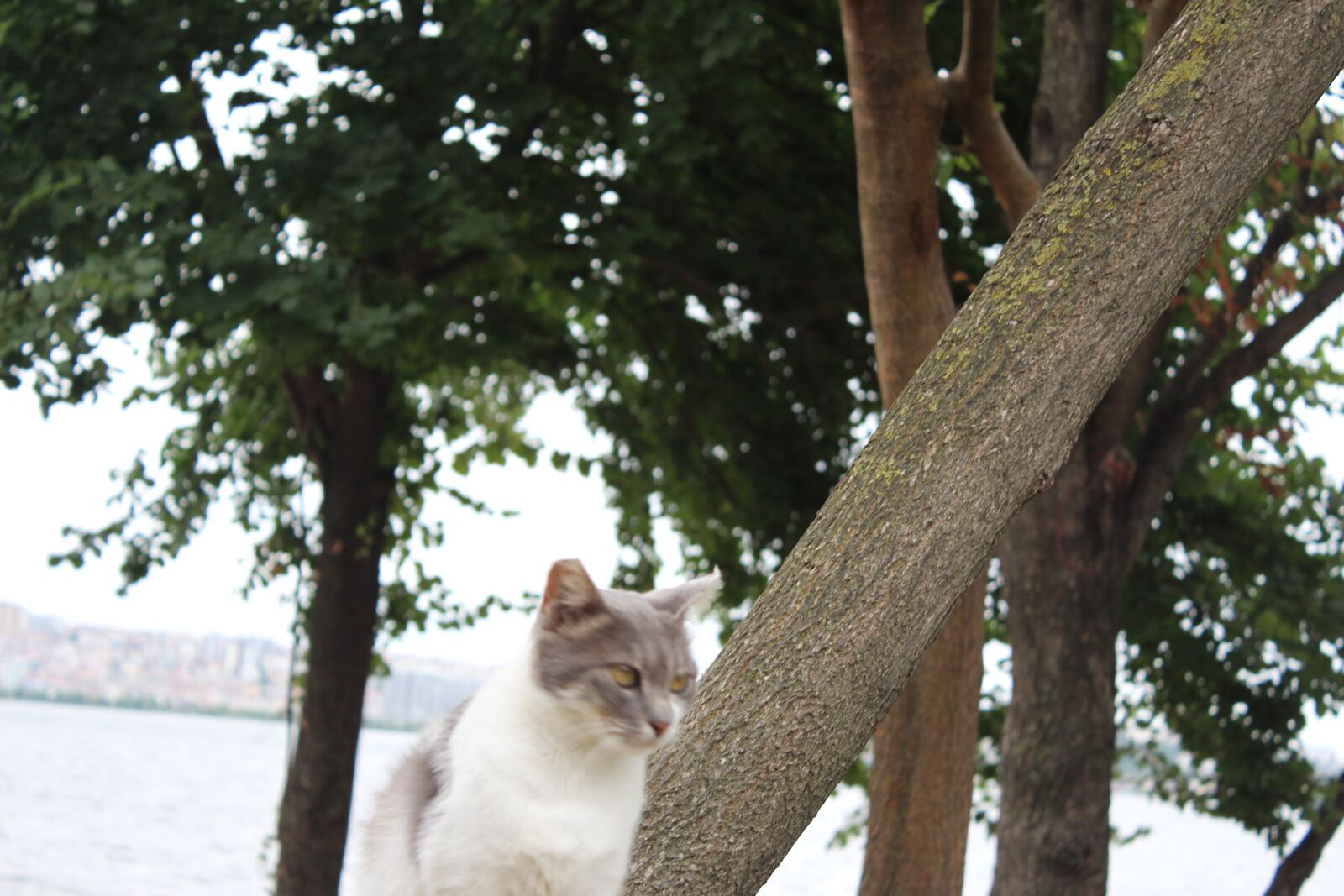 Canon EOS 650D (EOS Rebel T4i / EOS Kiss X6i) + Canon EF-S 18-55mm F3.5-5.6 IS II sample photo. Cat, gray, animal photography