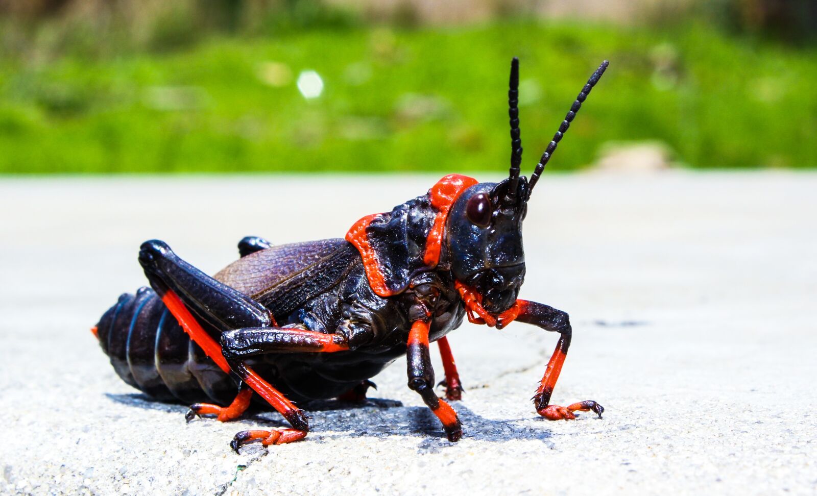 Canon EOS 550D (EOS Rebel T2i / EOS Kiss X4) sample photo. King cricket, insect, cricket photography
