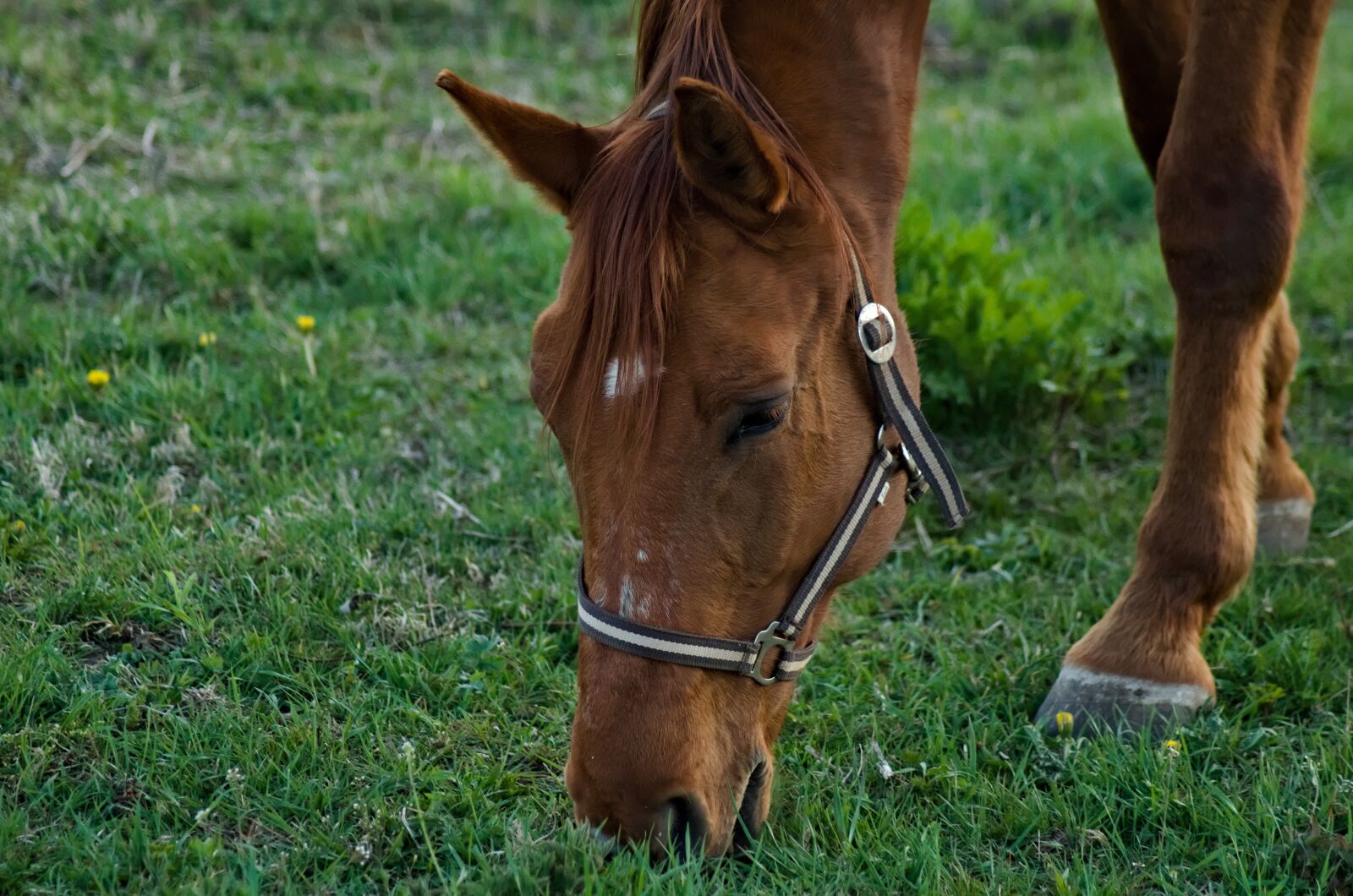 Nikon D5100 sample photo. Horse, horsehead, animals photography