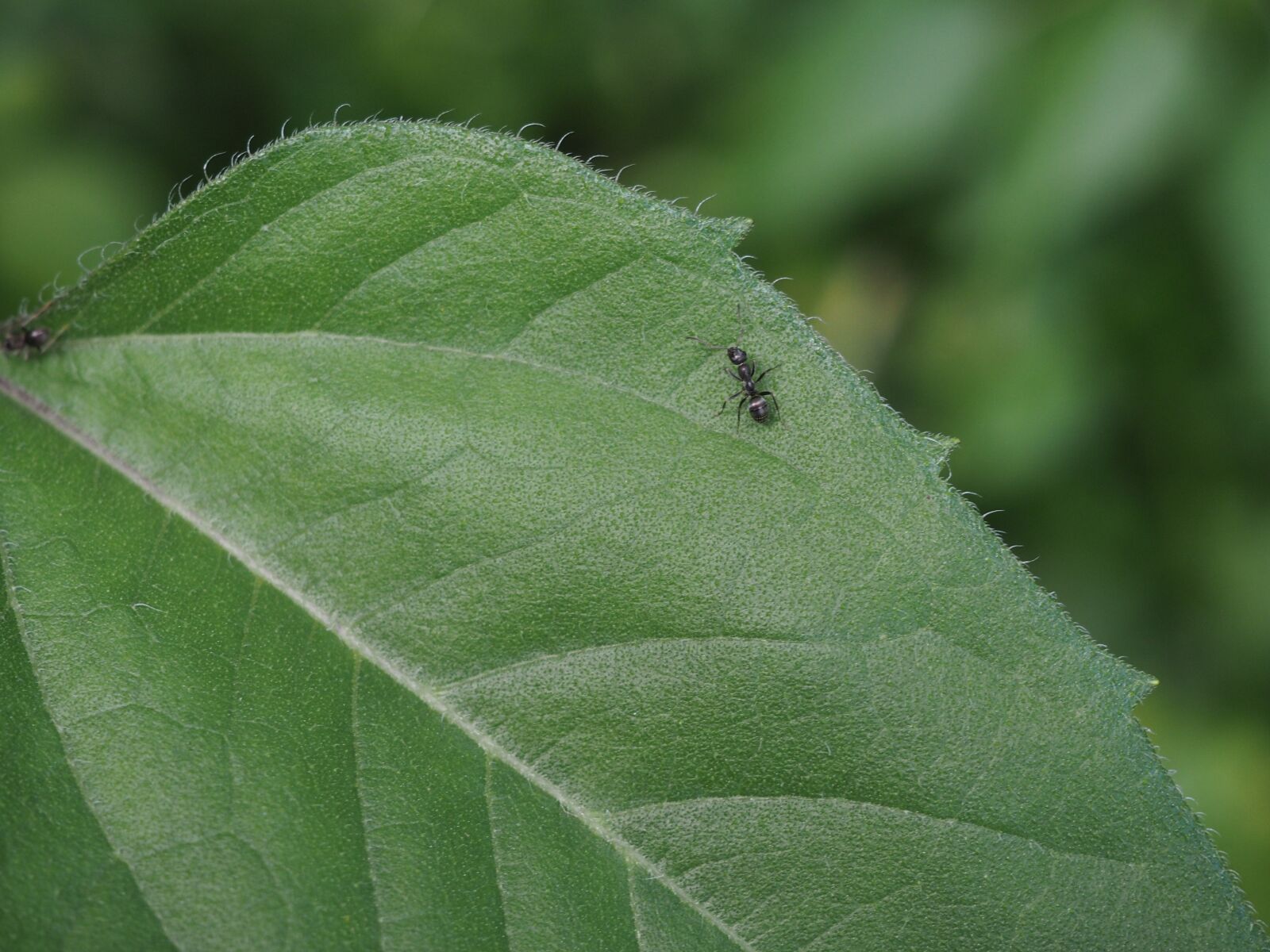 Olympus OM-D E-M10 sample photo. Ant, leaf, nature photography