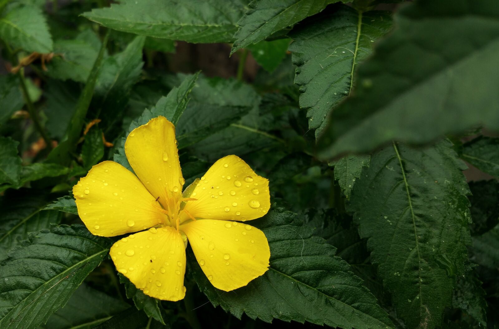 Samsung Galaxy Note4 sample photo. Flower, yellow, dew photography