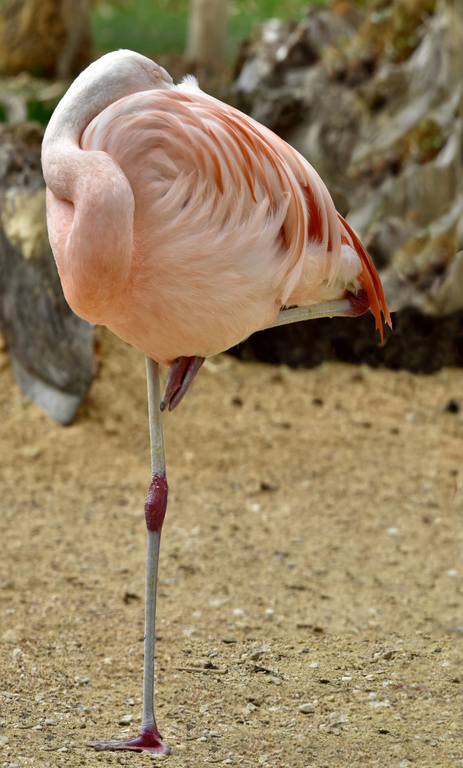 Nikon D810 sample photo. Flamingo, pink, bird photography