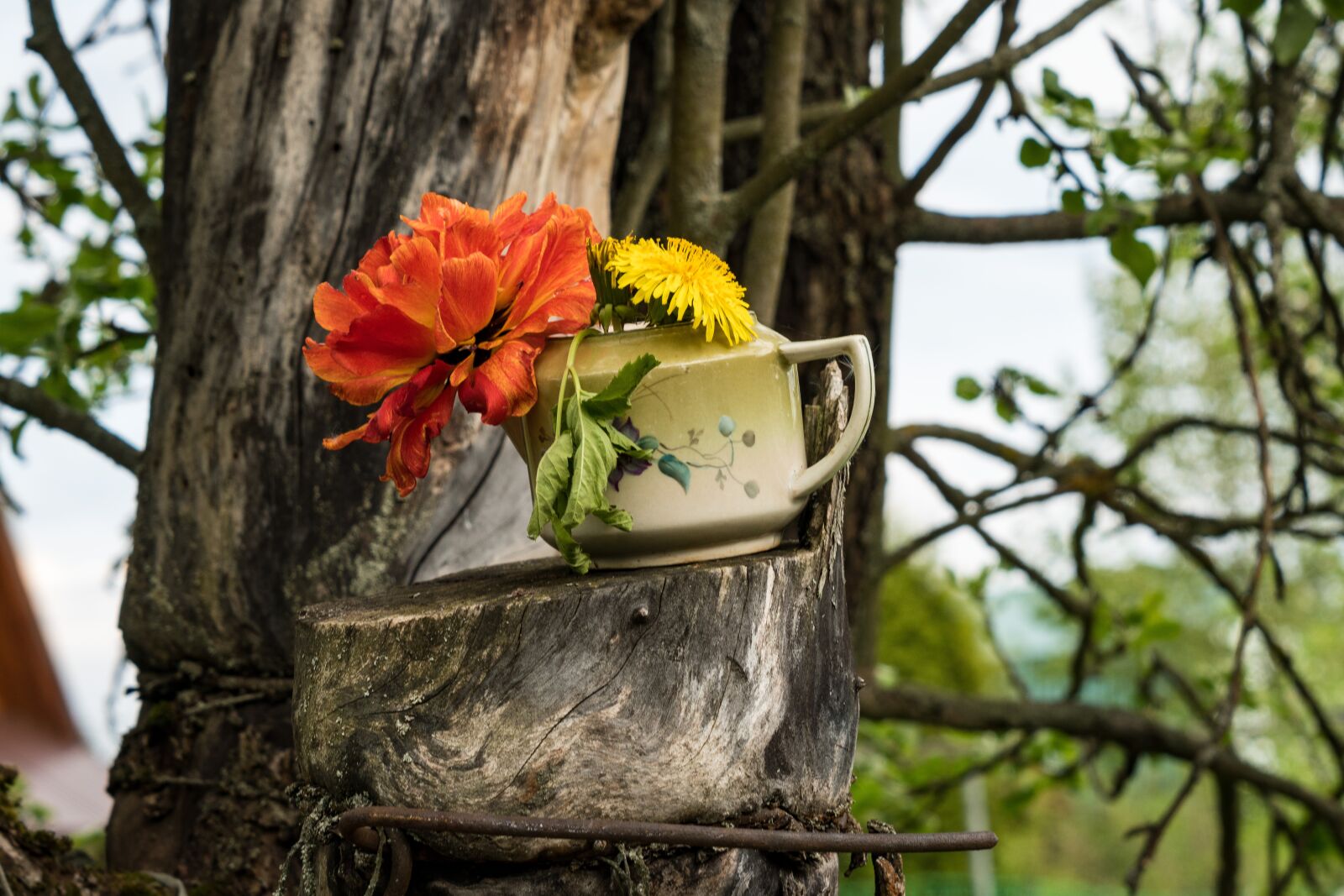 Sony a6300 + Sony Vario Tessar T* FE 24-70mm F4 ZA OSS sample photo. Flower, tree, apple tree photography