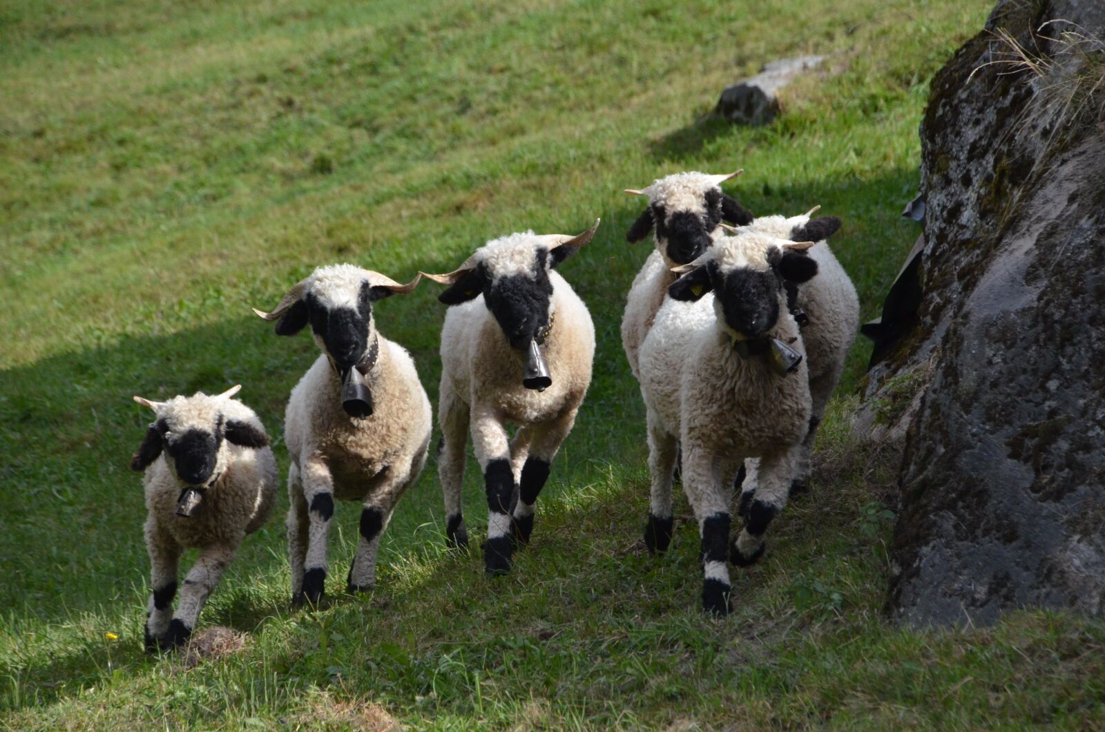 Nikon D7000 sample photo. Sheep, animals, livestock photography